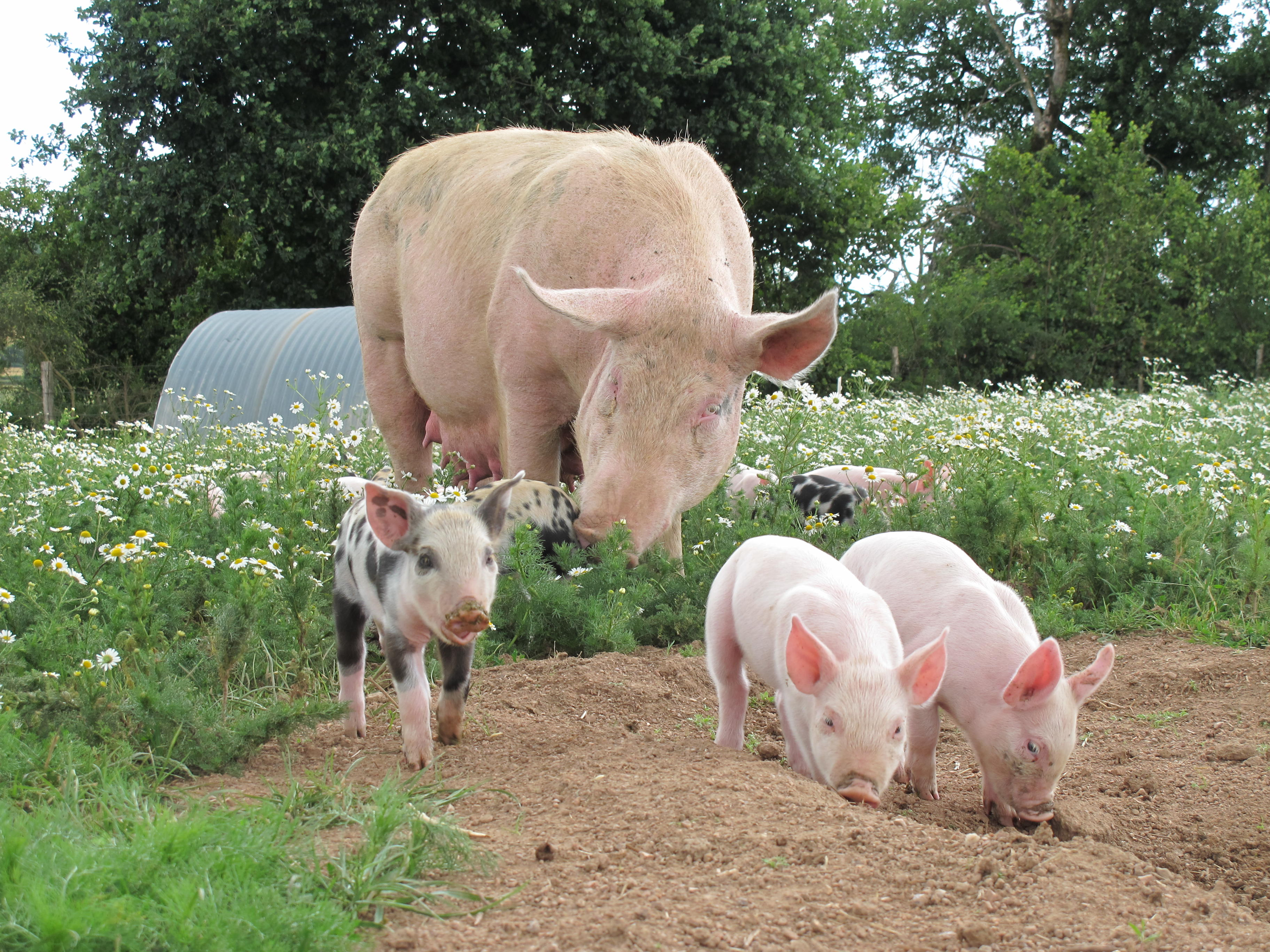 Porc noir de Bigorre